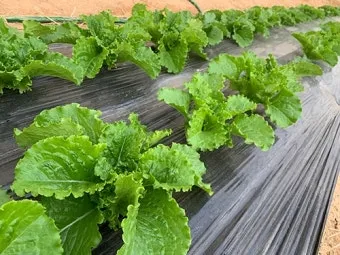 청상추 재배 모종 선택 잎 수확 습도 관리_11