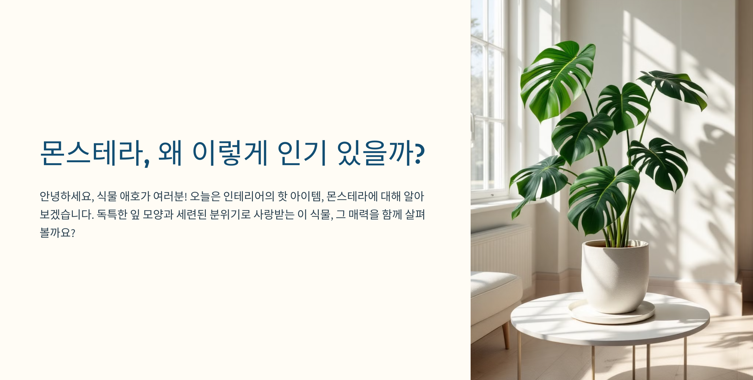 몬스테라 사진