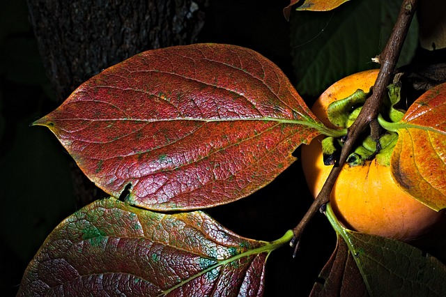 감잎차가 고혈압에 좋다