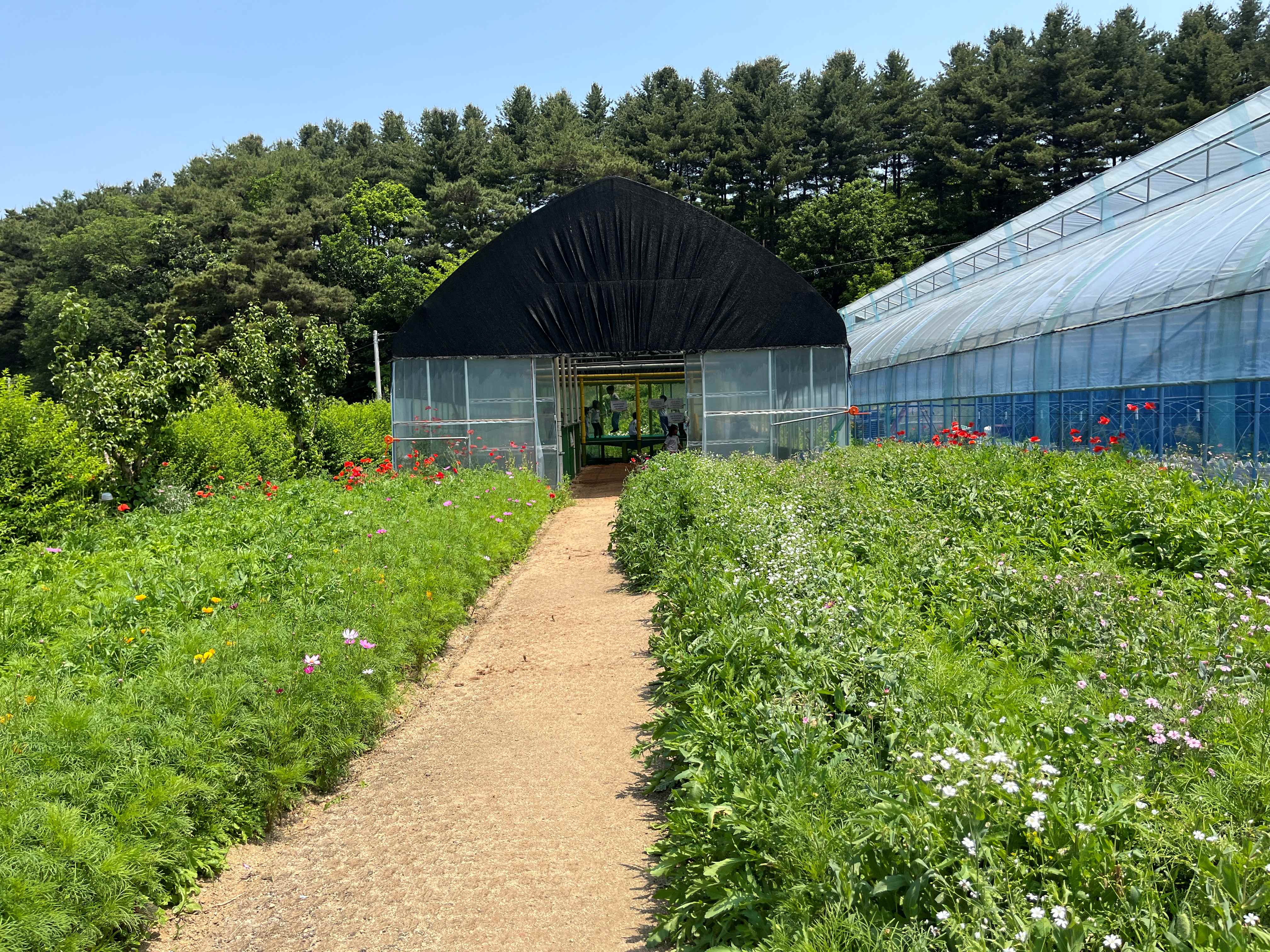 용수골 꽃양귀비 축제