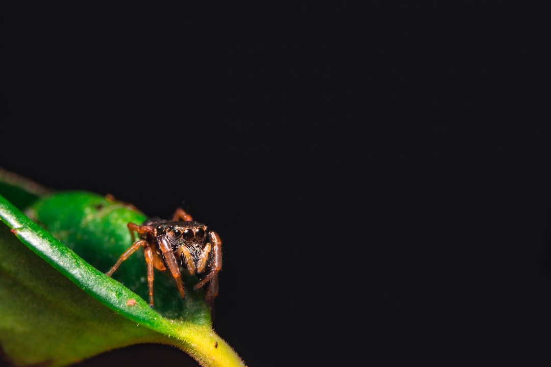 Spider