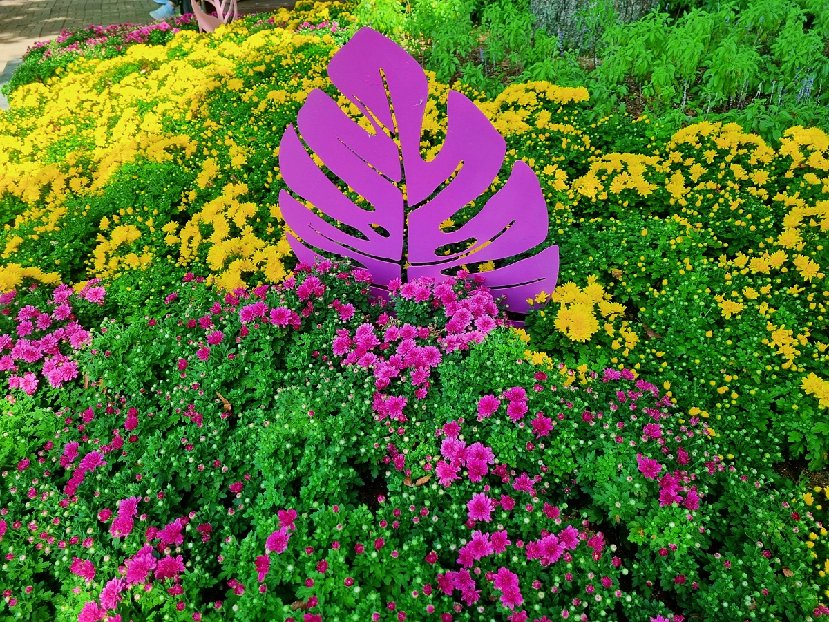 서울 근교 가을꽃 만발한, 경기도 고양시 강매석교공원 창릉천 코스모스축제