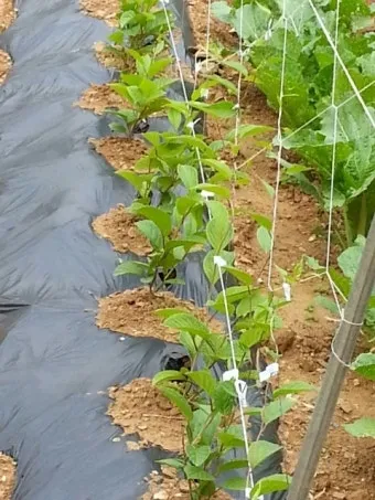 오미자 재배 차광 관리 덩굴 유인 병해 예방_13