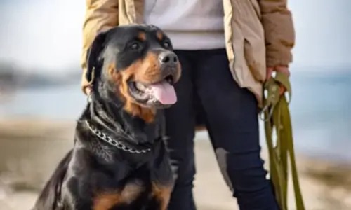 2025년 댕댕 트래킹 오픈 티켓 예매 안내