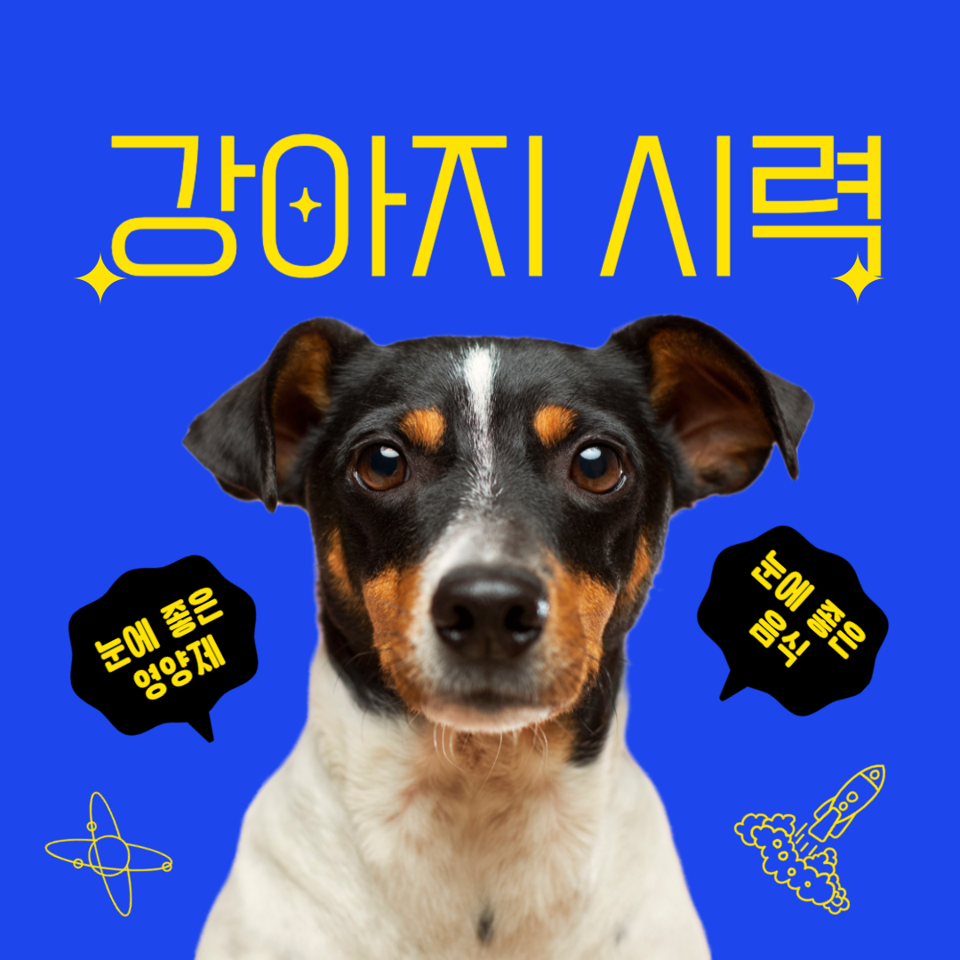 강아지 시력 얼마 검사 방법 관리법