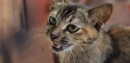 무언가를 호소하며 우는 고양이.