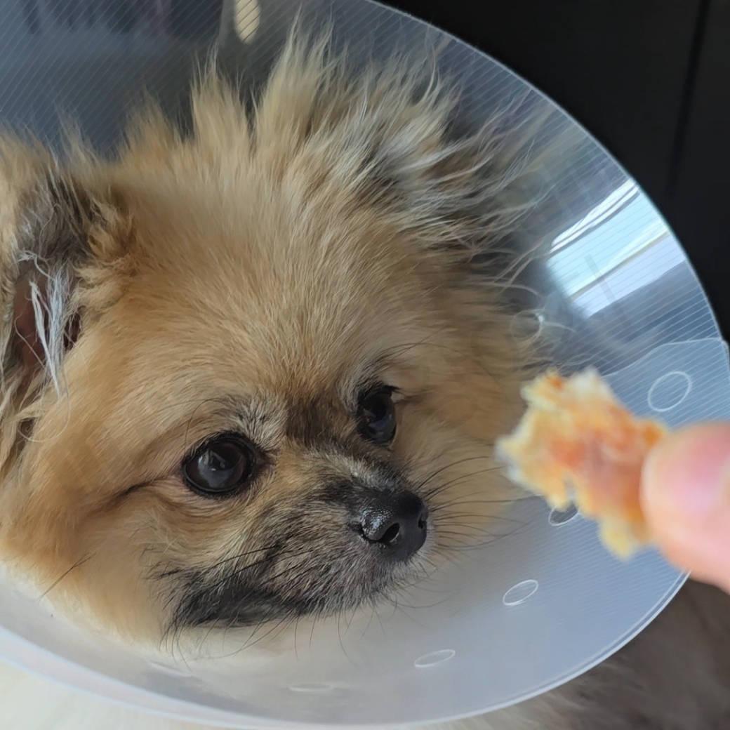 악어 간식을 보는 강아지