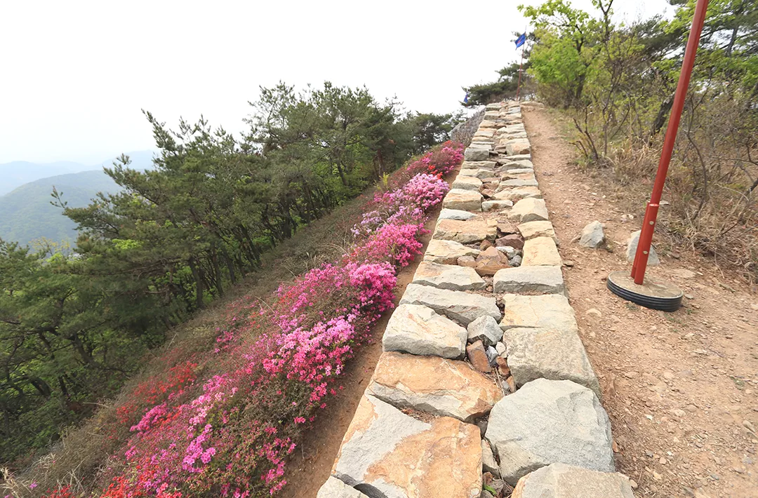 평화누리길 2코스 문수산성 구간 봄철 진달래 풍경