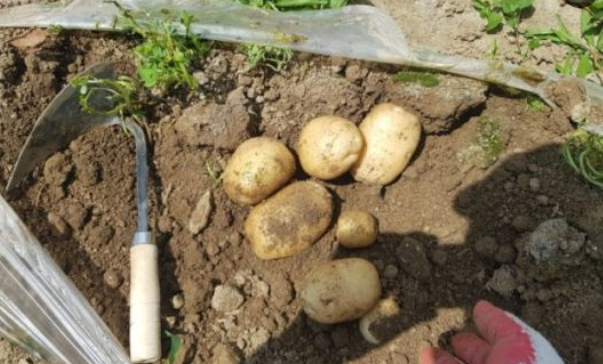 괴산 감물감자축제 일정 장소 초대가수 감자캐기 체험