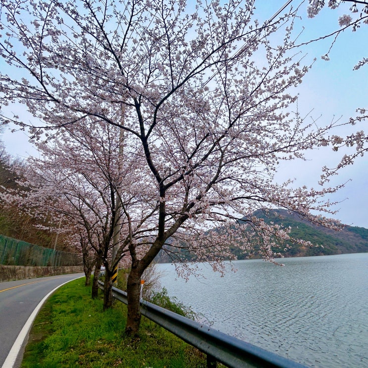 전라도 벚꽃 명소 추천