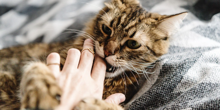 인간의 손에 물려 발톱을 세우는 고양이.