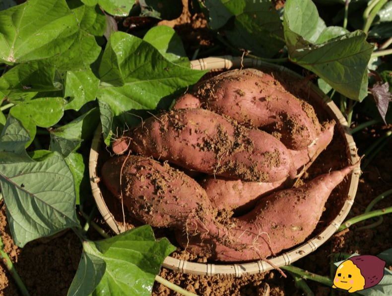 고구마줄기, 고구마