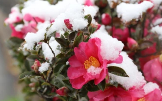 겨울 꽃 동백나무