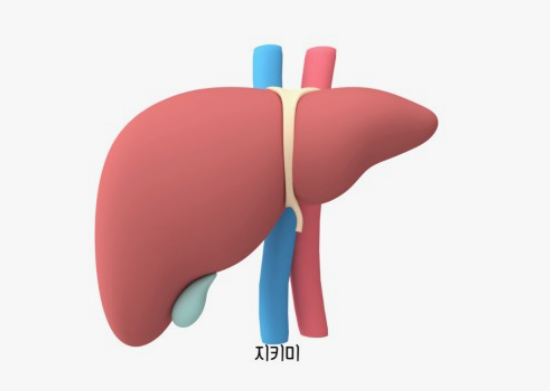 간 수치 검사의 정상 범위와 낮거나 높으면 그 의미와 증상
