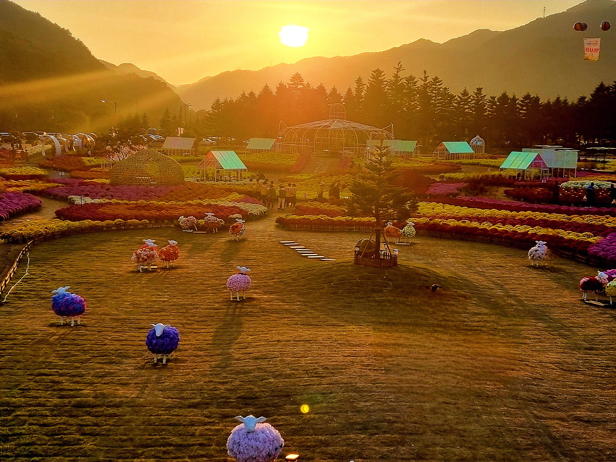 2024 강원도 인제 가을꽃 축제: 꽃길만 걷자 노을빛 국화 풍경, 단풍 후기 (10.17.)