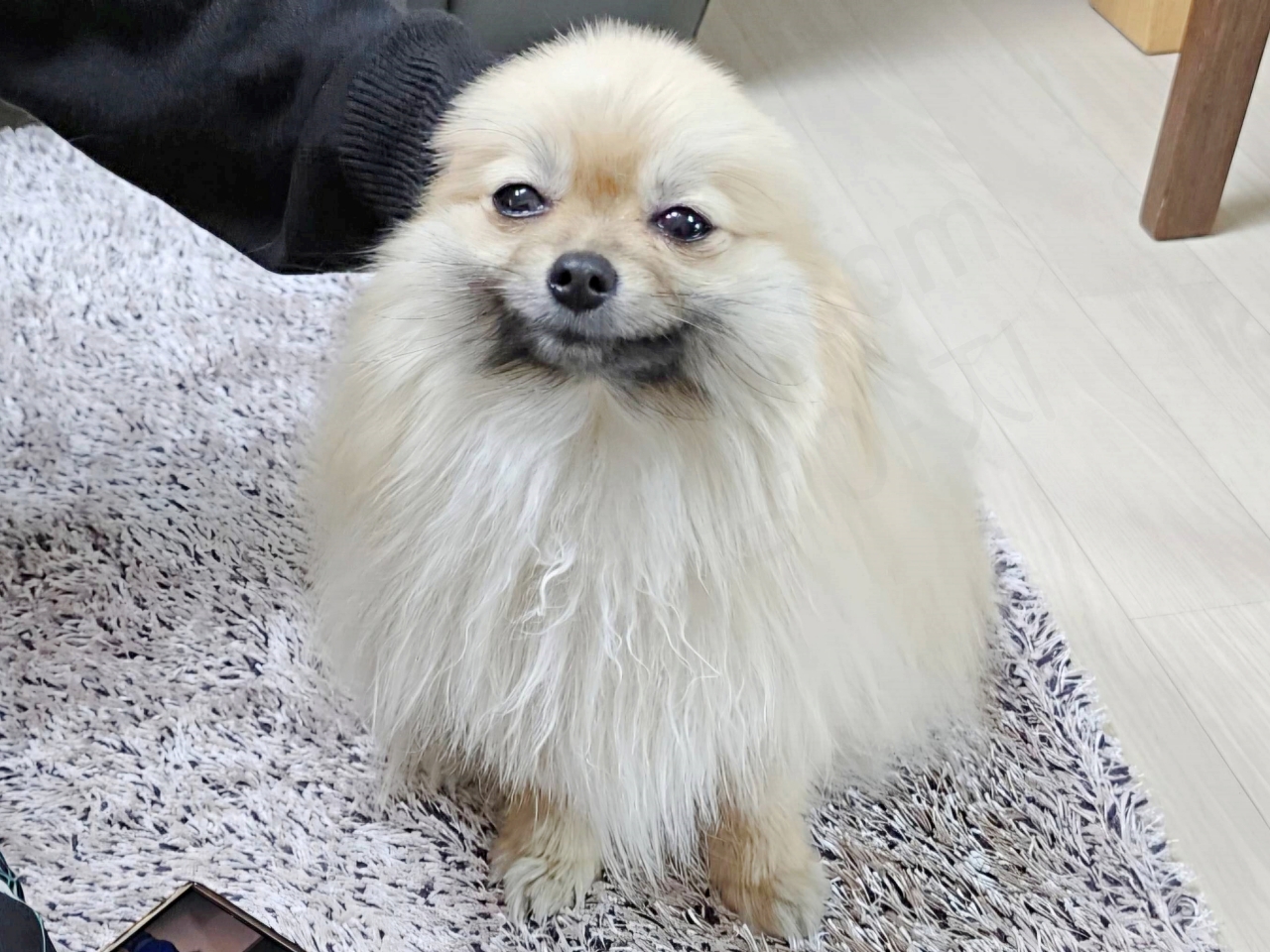 귀가 없어진 강아지