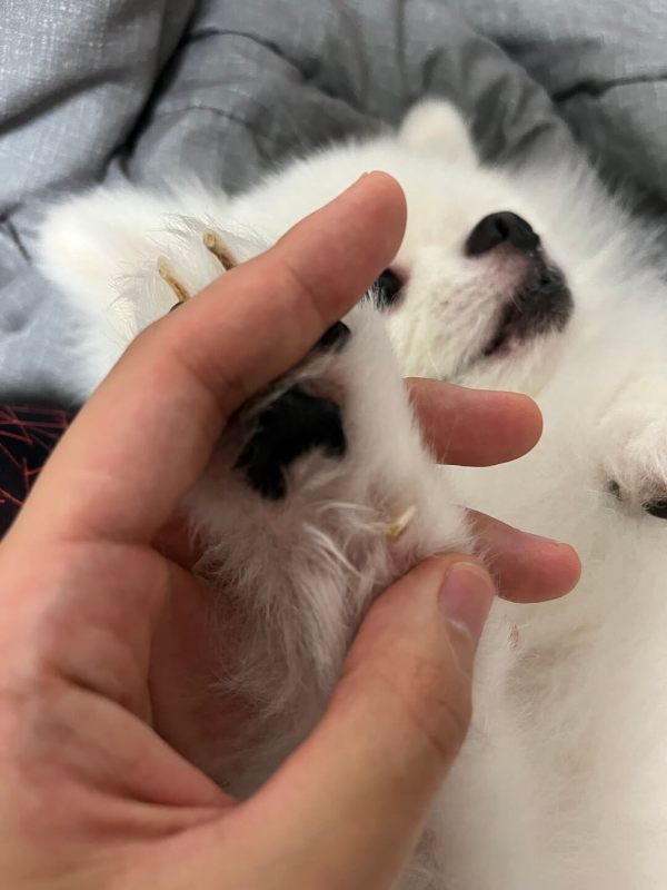 강아지_며느리_발톱