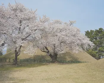 경주벚꽃축제_9