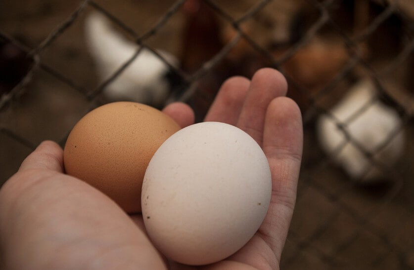 난각번호 보는법