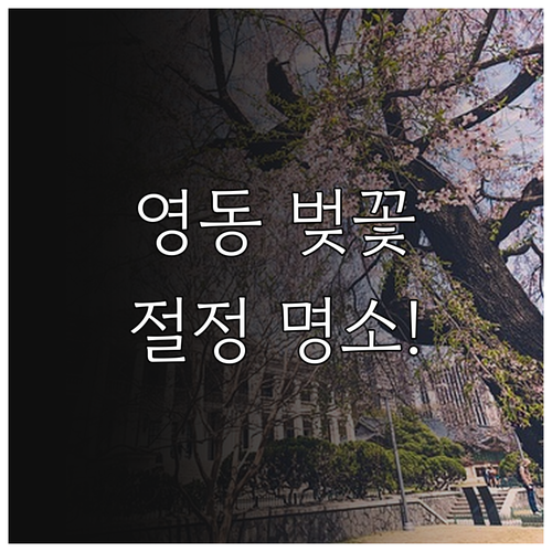 2026 충북 영동 벚꽃 절정 시기 ..