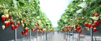 딸기 재배 런너 정리 보온 대책 하우스 관리_37