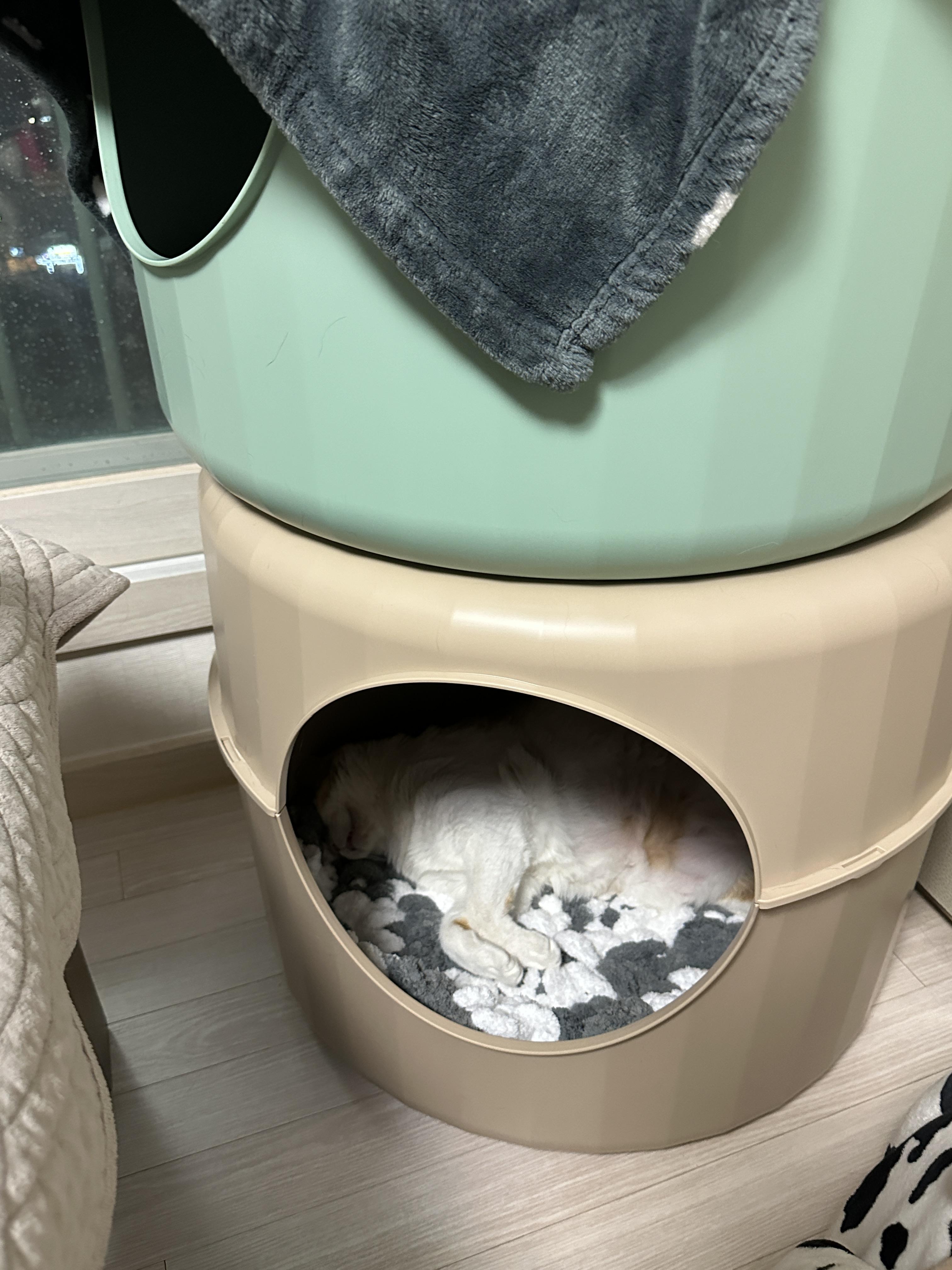 마카롱_하우스_1층에서_입벌리고_떡실신중인_치즈냥이_막둥이_3