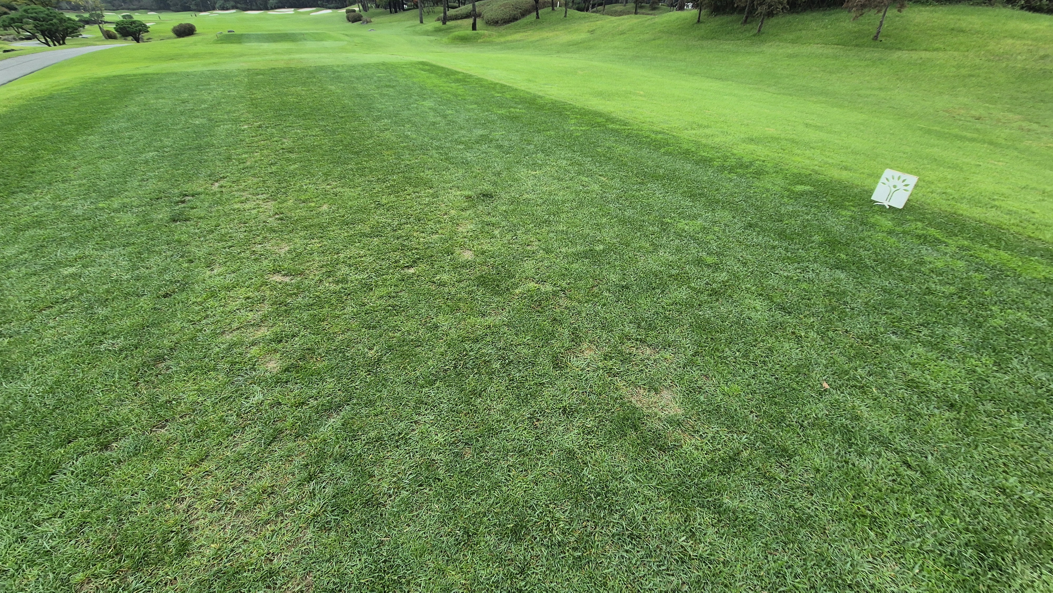 파인스톤cc 티잉구역 상태