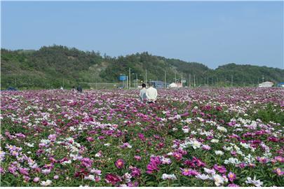 영천 작약꽃 축제