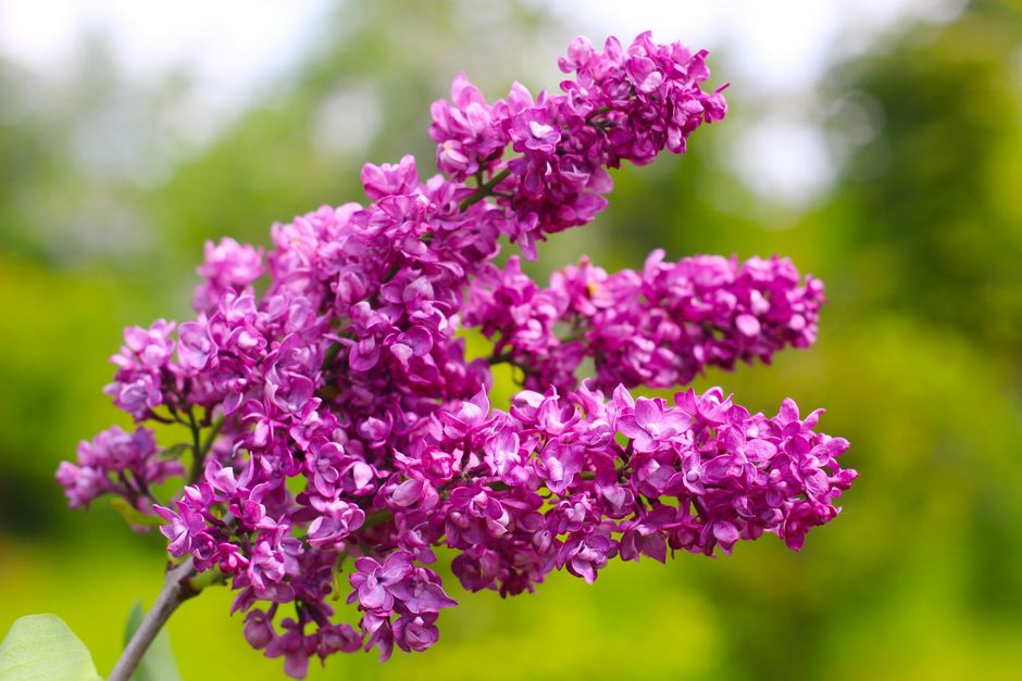 Close-up of vibrant lilac flowers in full bloom, showcasing nature's beauty in spring.