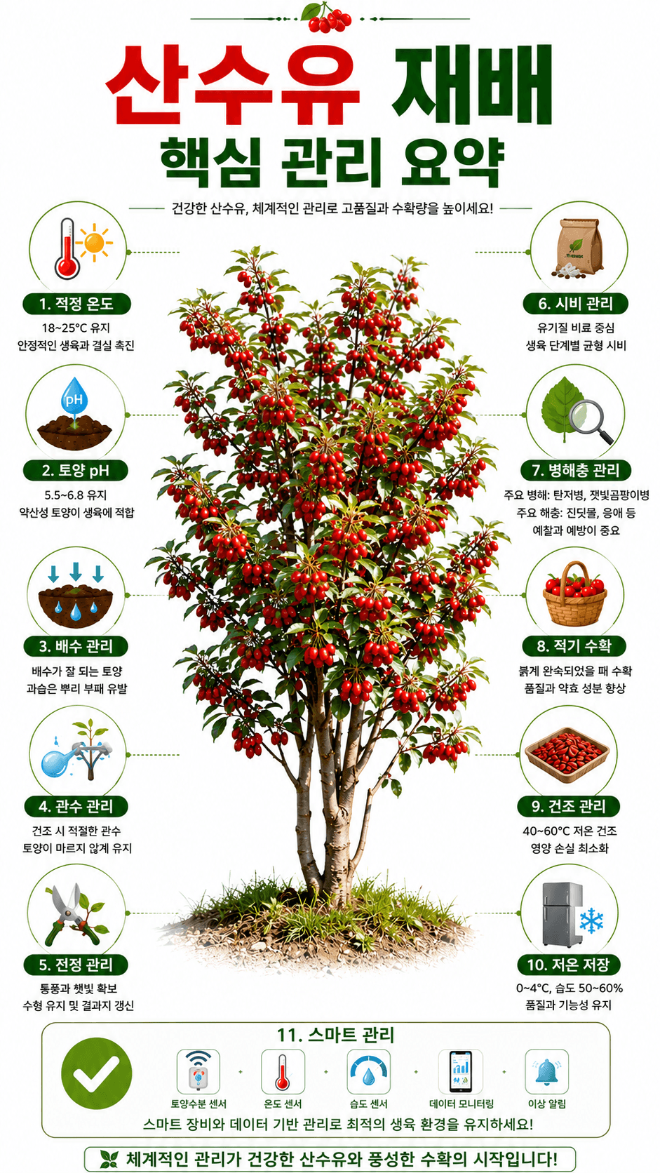 산수유 재배 핵심 관리 인포그래픽