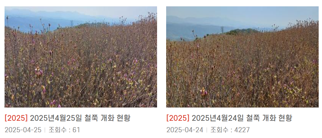 황매산 철쭉제