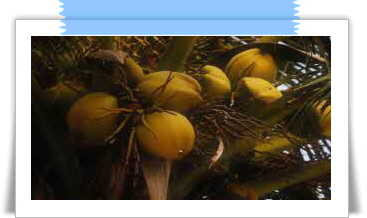 자보티카바 효능