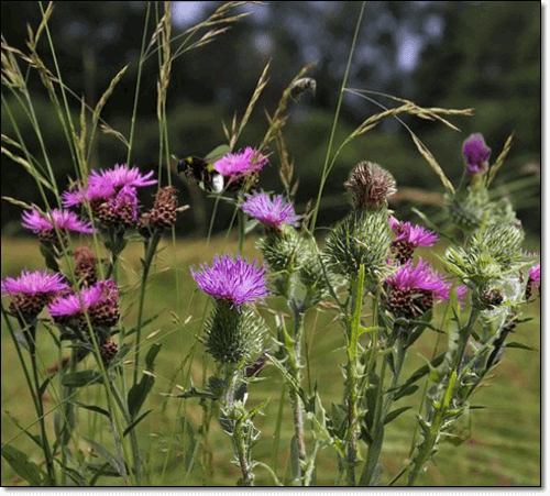 밀크씨슬 엉겅퀴 사진
