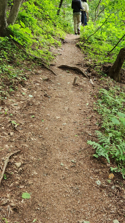 장성 치유의숲 맨발숲길. 부드러운 황토길, 아름드리 나무