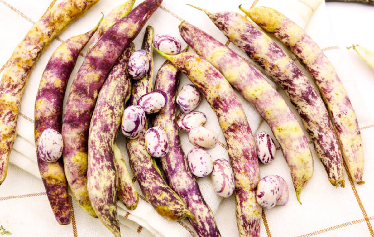 “호랑이콩-효능”