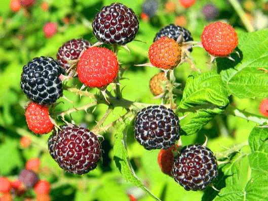 연두색 잎이 가득한 복분자 나무가 있고, 잎들 위로 검정색 복분자들과 빨간색 복분자들이 섞여있다.