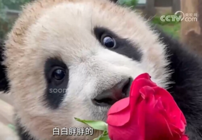 푸바오 중국 실시간 영상, 최근 소식