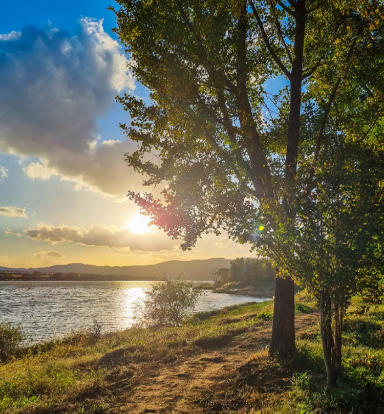 고령 은행나무숲