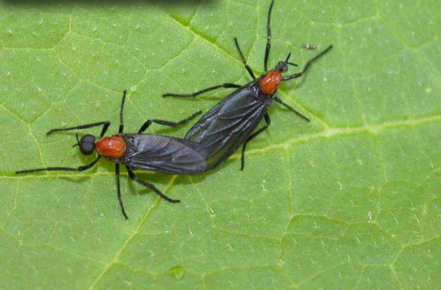 러브버그는 해충일까? 익충일까?