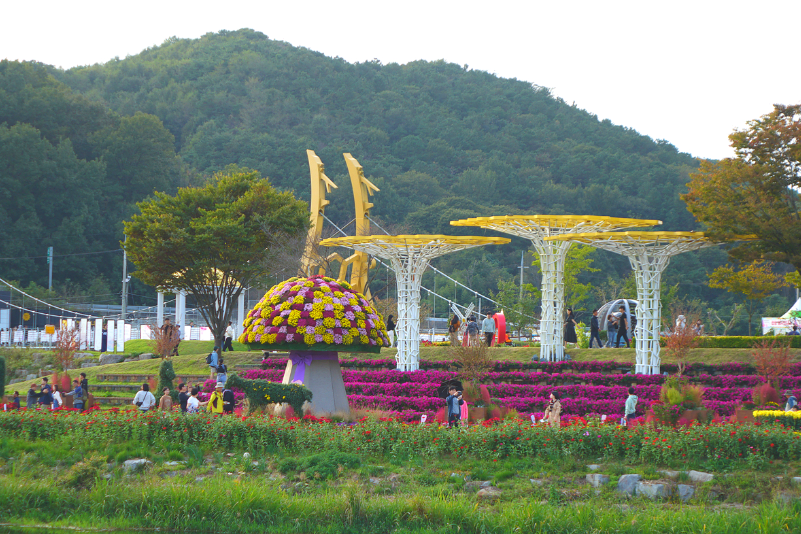 장성 황룡강 가을 꽃 축제