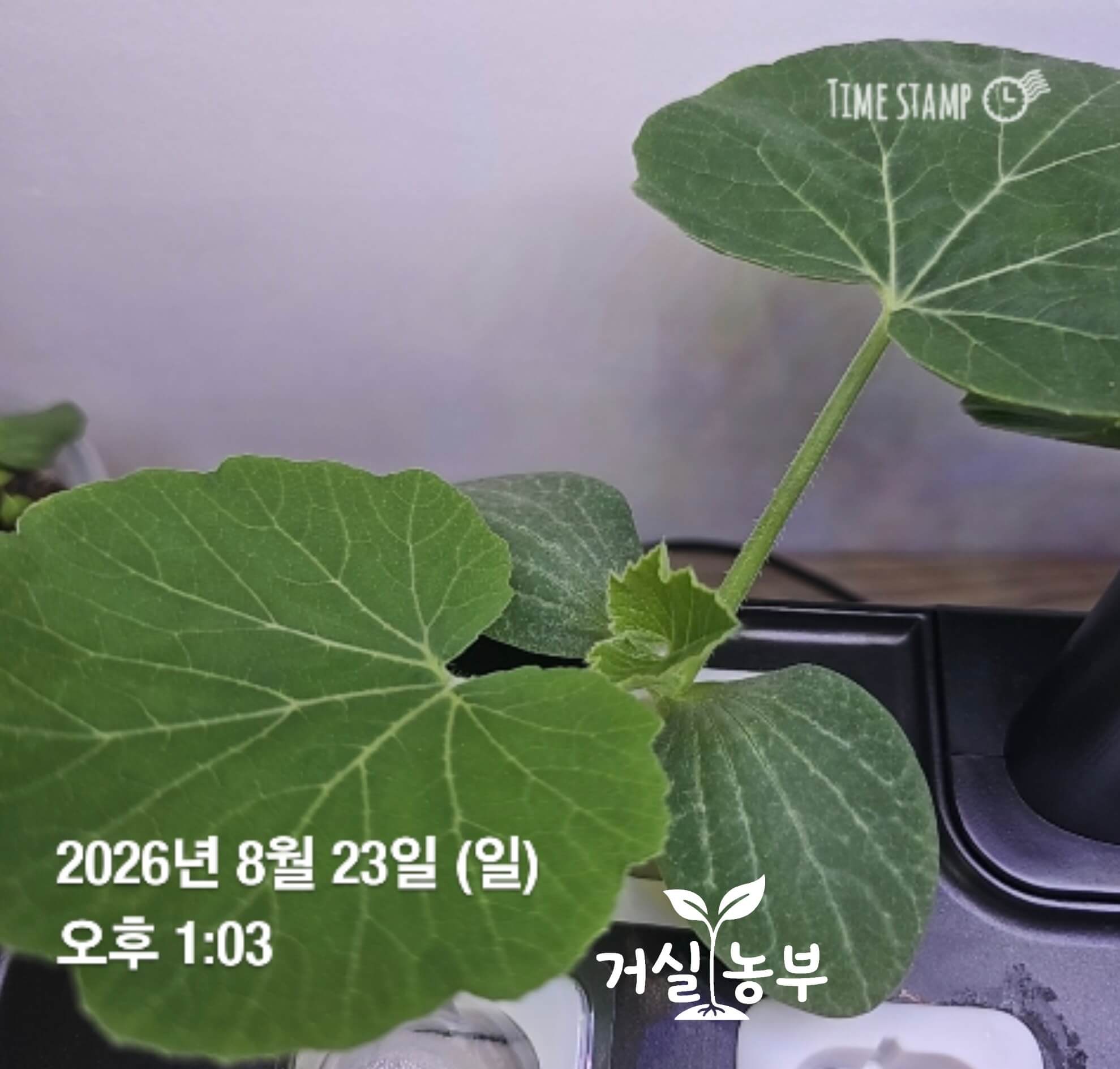 수경재배기에서 큰 본잎을 펼치며 자라는 단호박 모종
