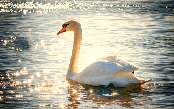 불빛이 반짝거리는 호수에 하앤 백조 한 마리가 조용히 떠 있다.