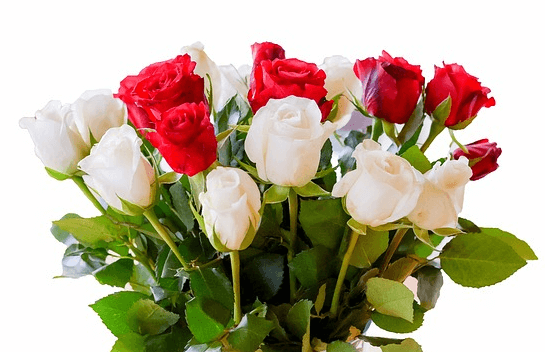 백장미와 빨간 장미가 조화롭게 어우러진 예쁜 장미꽃 생일선물이다.