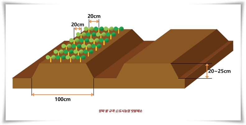 &quot;10월, 양파 심으세요!&quot; 건강한 양파 키우기 완벽 가이드!