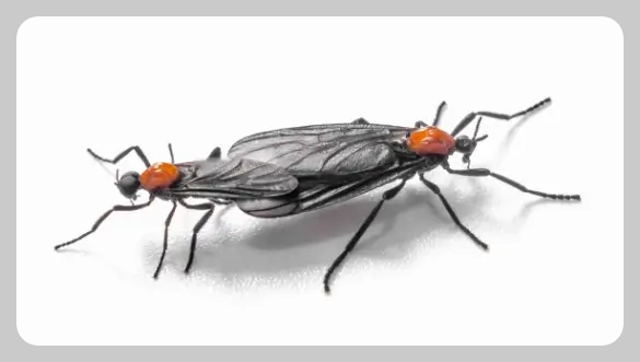 러브버그와 팅커벨