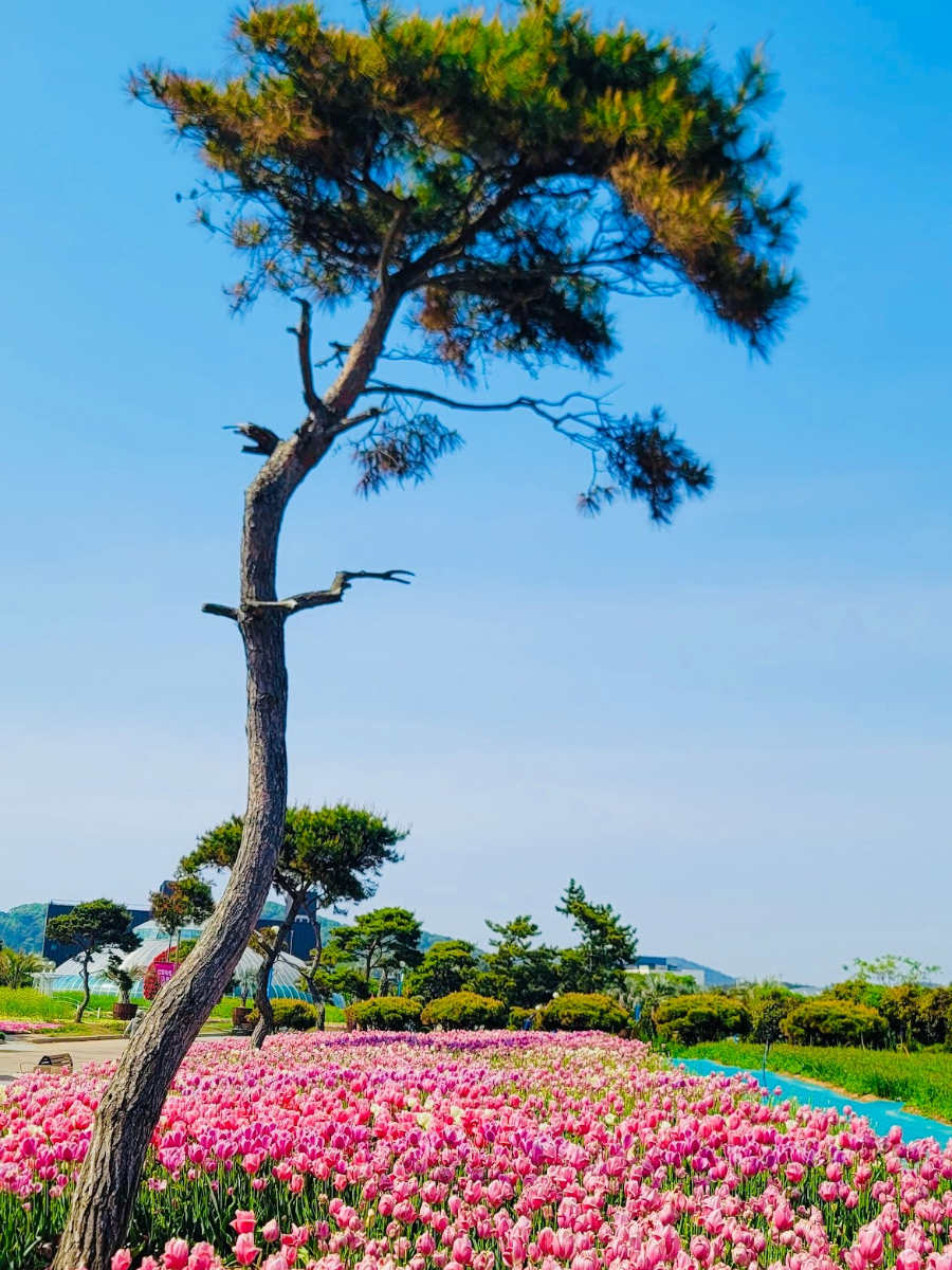 태안 가을 꽃박람회 마무리