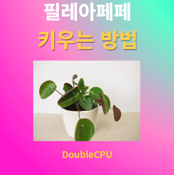 필레아페페 키우기 물주기