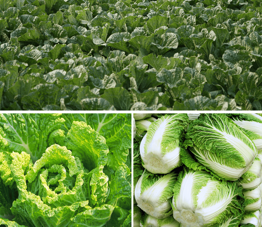 해남 절임배추 20kg 사전예약 가격비교