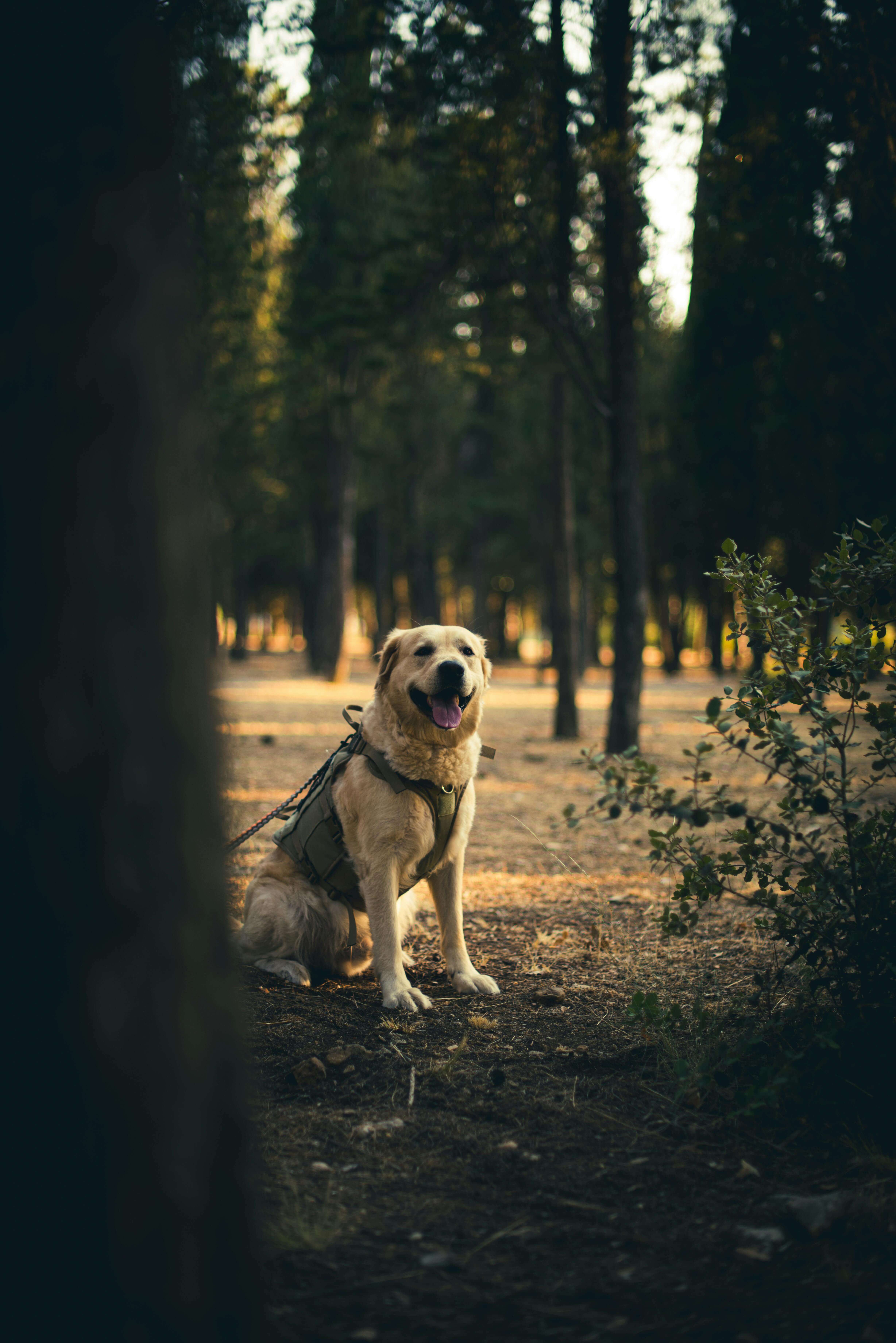 겨울철 강아지 제철과일 및 채소 주면 안되는 과일 주의사항