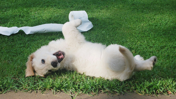 휴지를 가지고노는 강아지